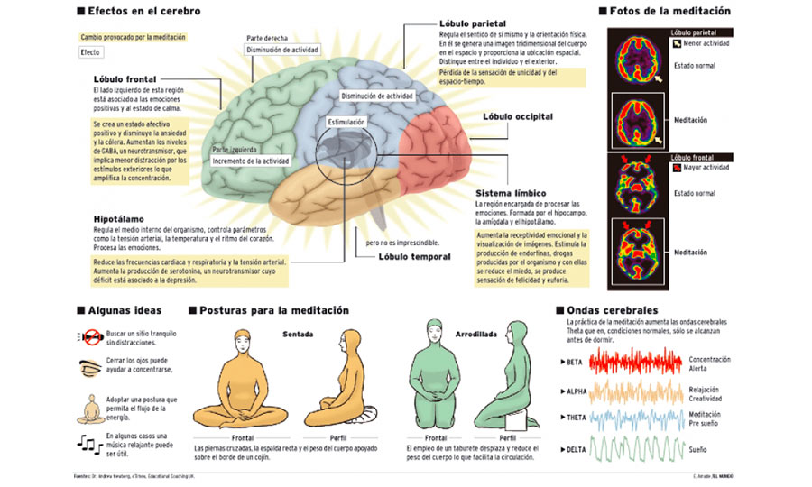 ocho semanas de meditacion bastan para cambiar el cerebro