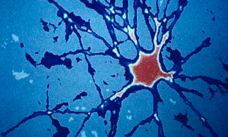 nuevas neuronas en el cerebro